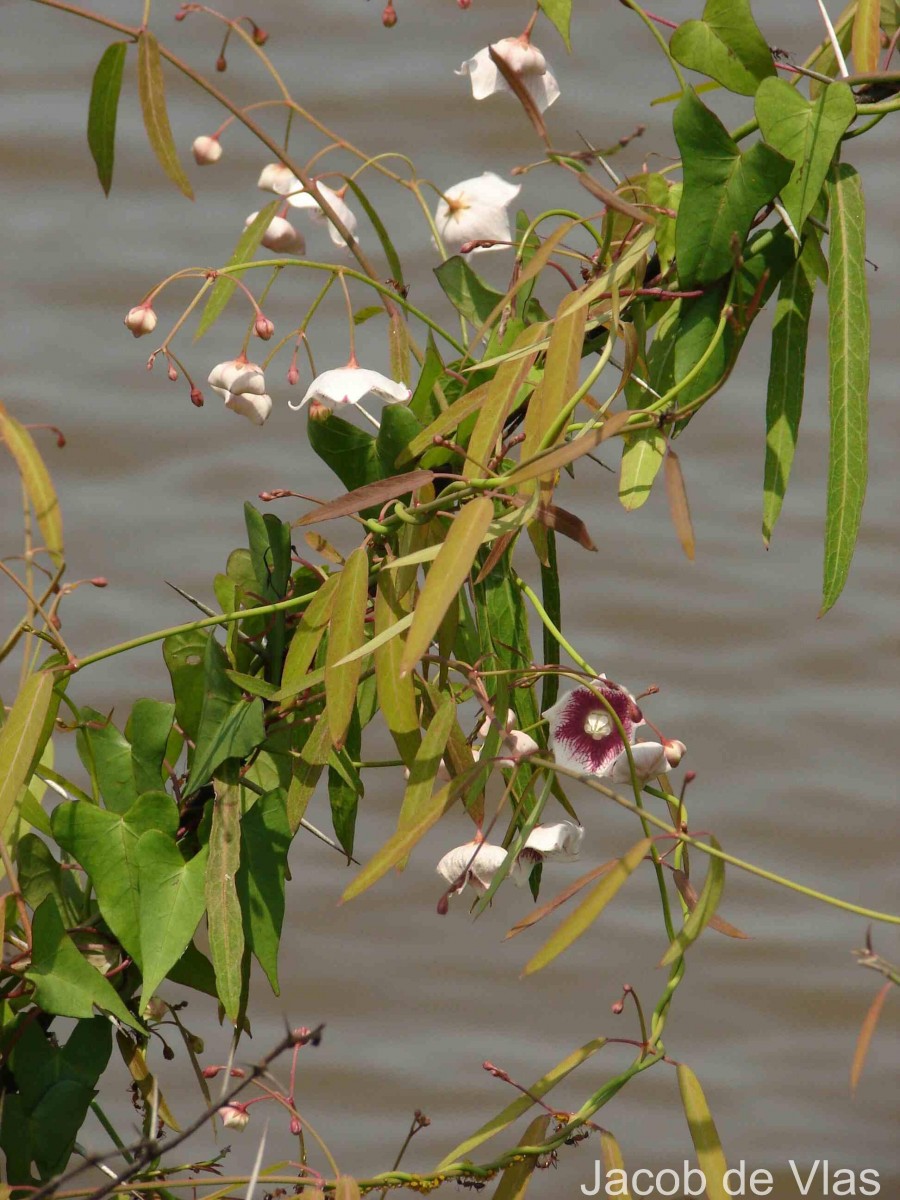Oxystelma esculentum (L.f.) Sm.